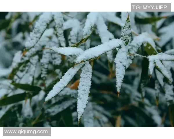 一线调查-首个“雪假”,收成几许?